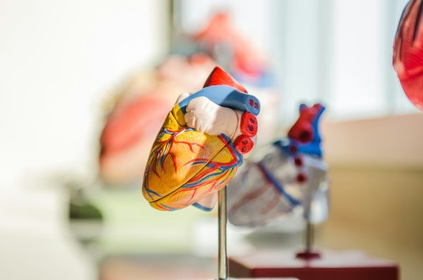 Solutions cardiovasculaires à Genève pour vos attentes